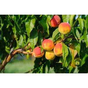 Broskyňa obyčajná (Prunus persica) ´MARIA BIANCA´ - skorá, výška 150-180 cm, obvod kmeňa 4/6 cm, kont. C10L